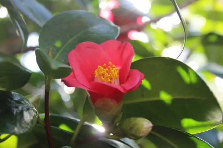 Giới thiệu cây Trà Hoa Đỏ