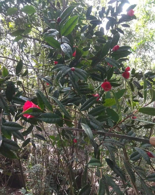 tra hoa do 4_Fotor.webp