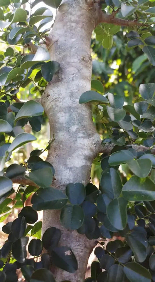 Cây Trắc Dây (Trắc Gai) 2 năm tuổi