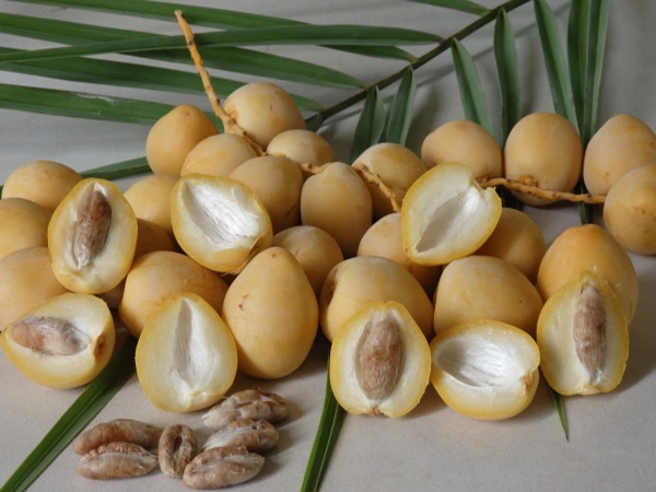 trai cha la barhi.webp