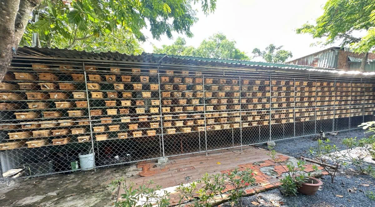 nuôi ong dú lấy mật
