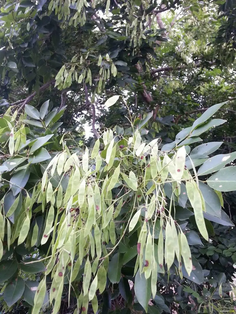 Cây Trắc ( Quả của cây trắc ?)