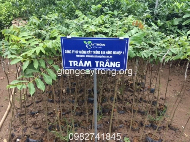 tram trang 3.webp
