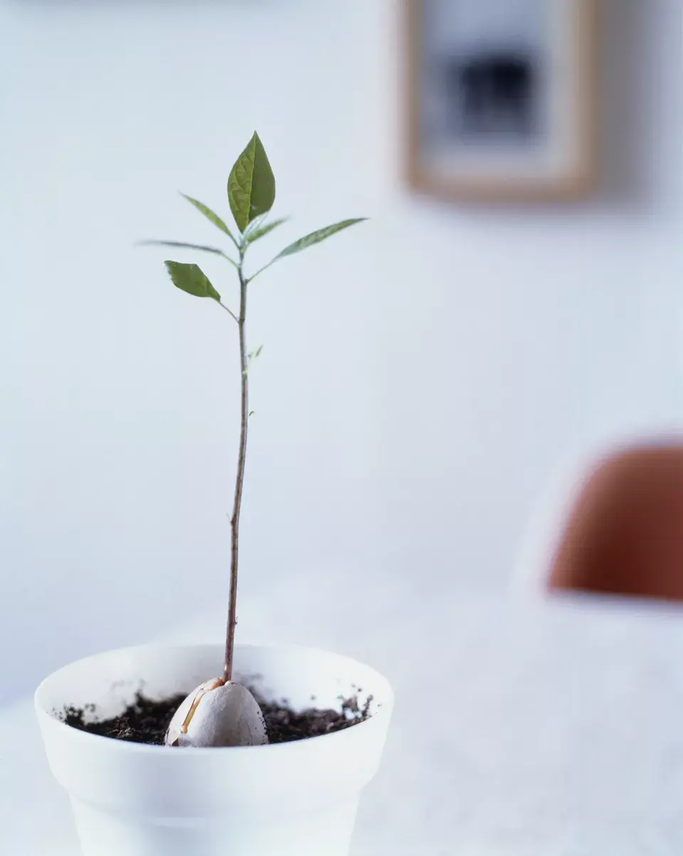 trong bo trong nha 1.webp