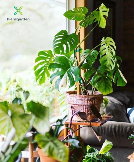 Th3 Trồng các loài cây họ ráy (philodendron) trong nhà