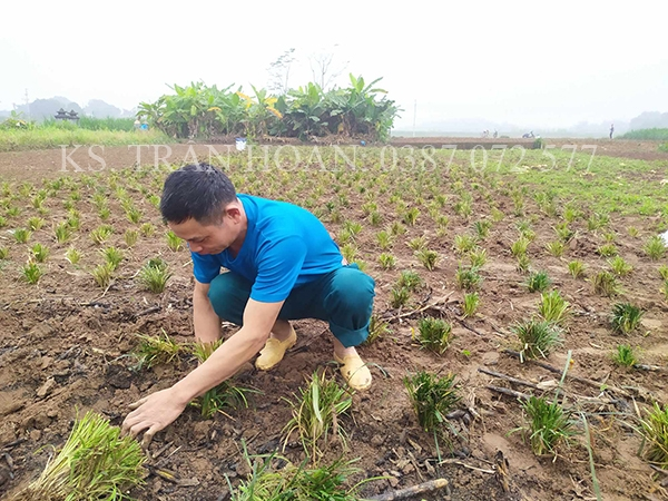 trong cay mach mon_Fotor.jpg