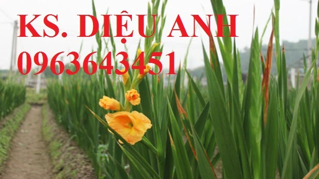 trong-cham-soc-hoa-lay-on__56544_std.webp trong-cham-soc-hoa-lay-on__56544_std.webp