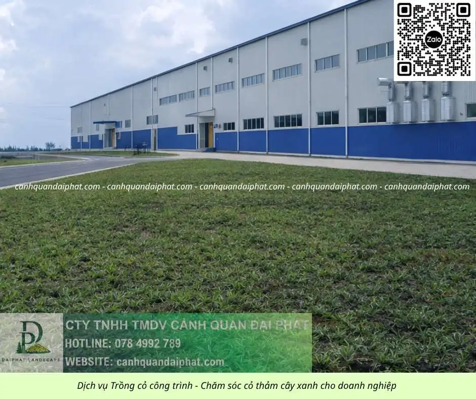 Trồng cỏ Đồng Nai 020526 2.webp