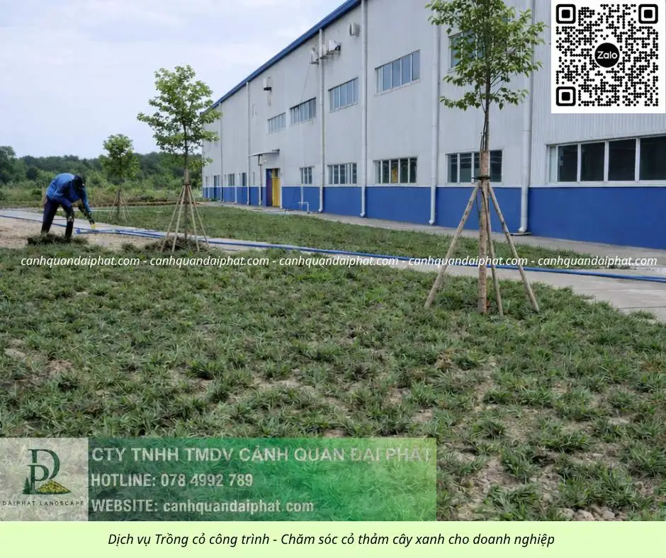 Trồng cỏ Đồng Nai 020526 3.webp