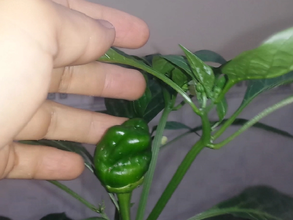 trong ot chuong o xu nong.webp