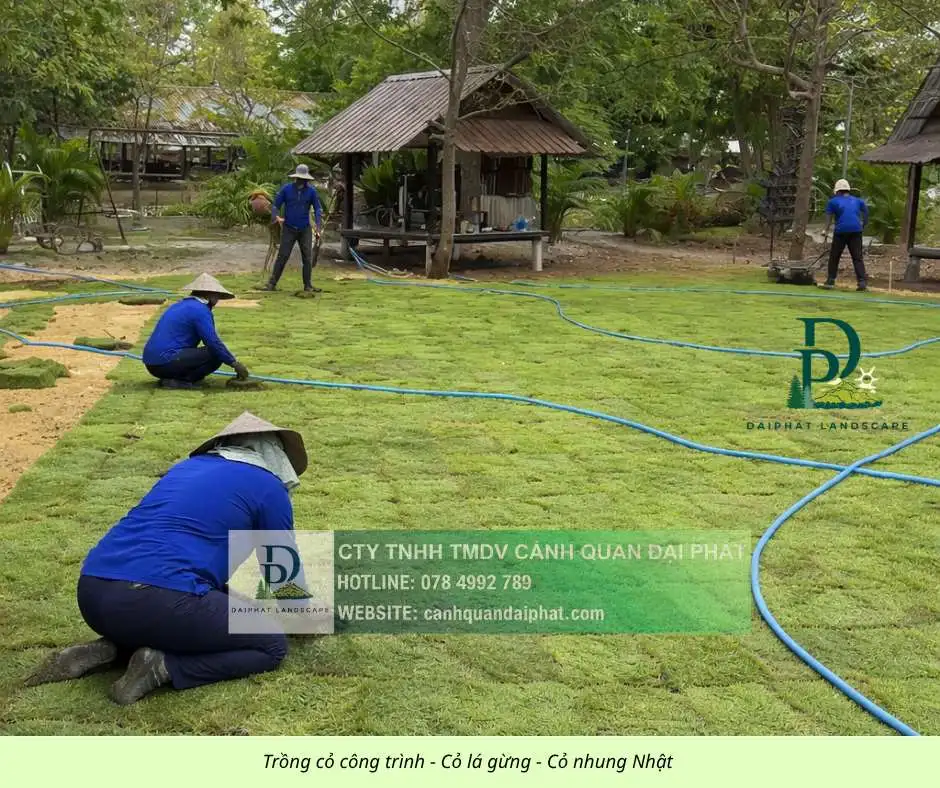 Trồng thảm cỏ công trình Đồng Nai  290326 3.webp