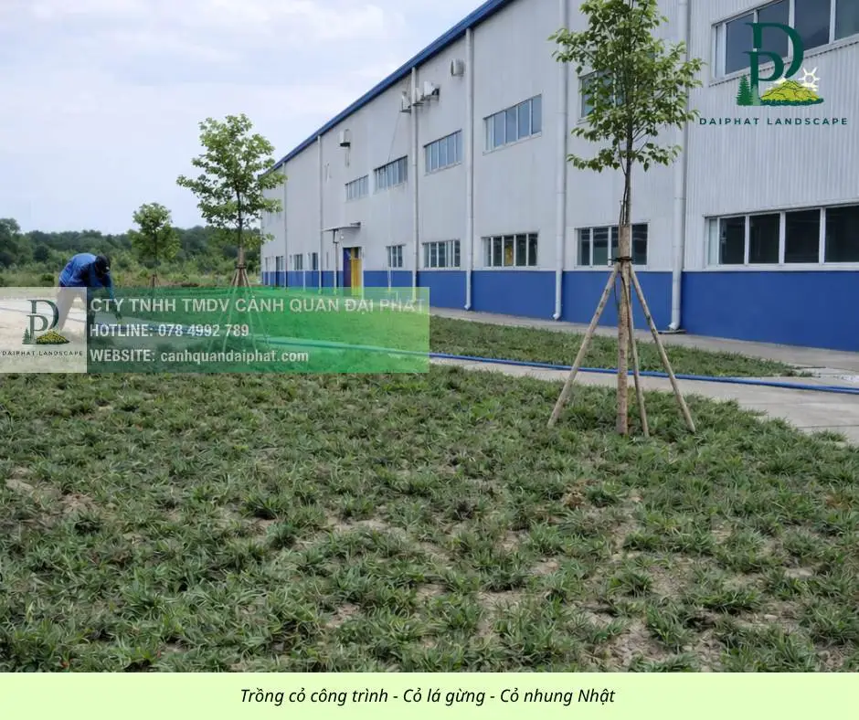 Trồng thảm cỏ công trình Đồng Nai  290326 4.webp