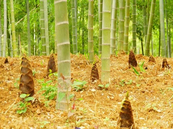 trong va cham soc tre moso 4.jpg