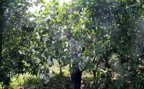 Trồng xen ổi để chữa bệnh vàng lá trên cây có múi