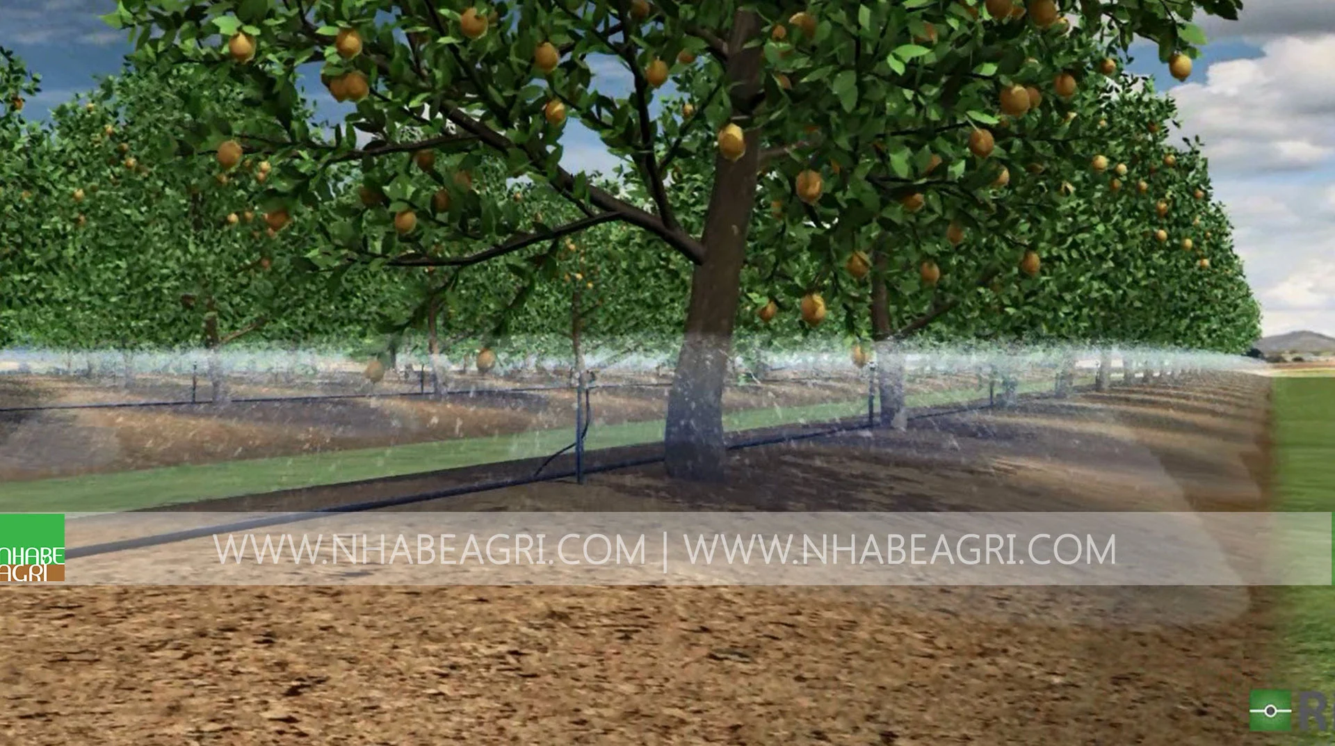 Béc tưới phun mưa cục bộ - tưới dưới tán cây ăn trái