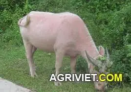 Trâu trắng khác với trâu đen như thế nào?