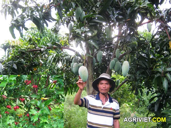 Trồng xen canh xoài và roi cho thu nhập ổn định