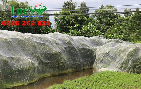 uu-diem-cua-luoi-chan-con-trung-cay-an-trai (1).webp