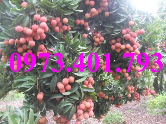 vải chín som10_result.webp