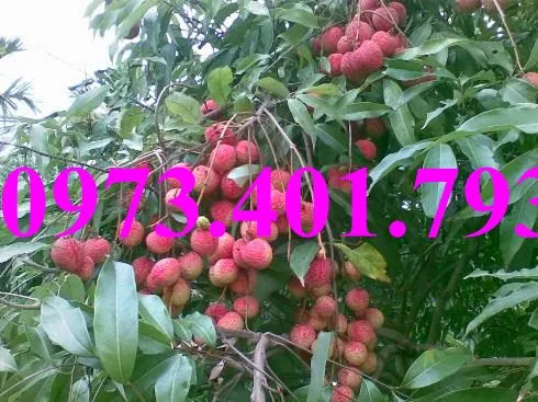 vải chín som1_result.webp