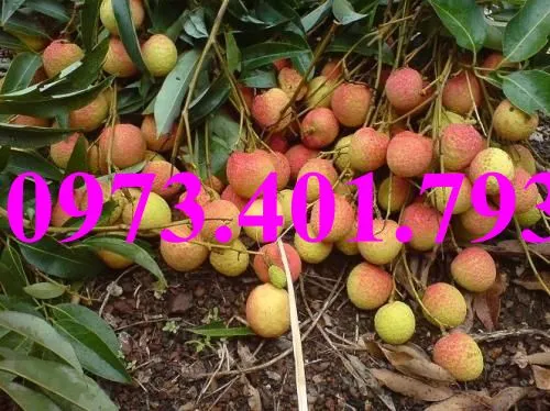 vải chín som2_result.webp