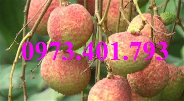 vải chín som3_result.webp