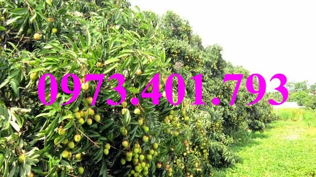 vải chín som5_result.webp