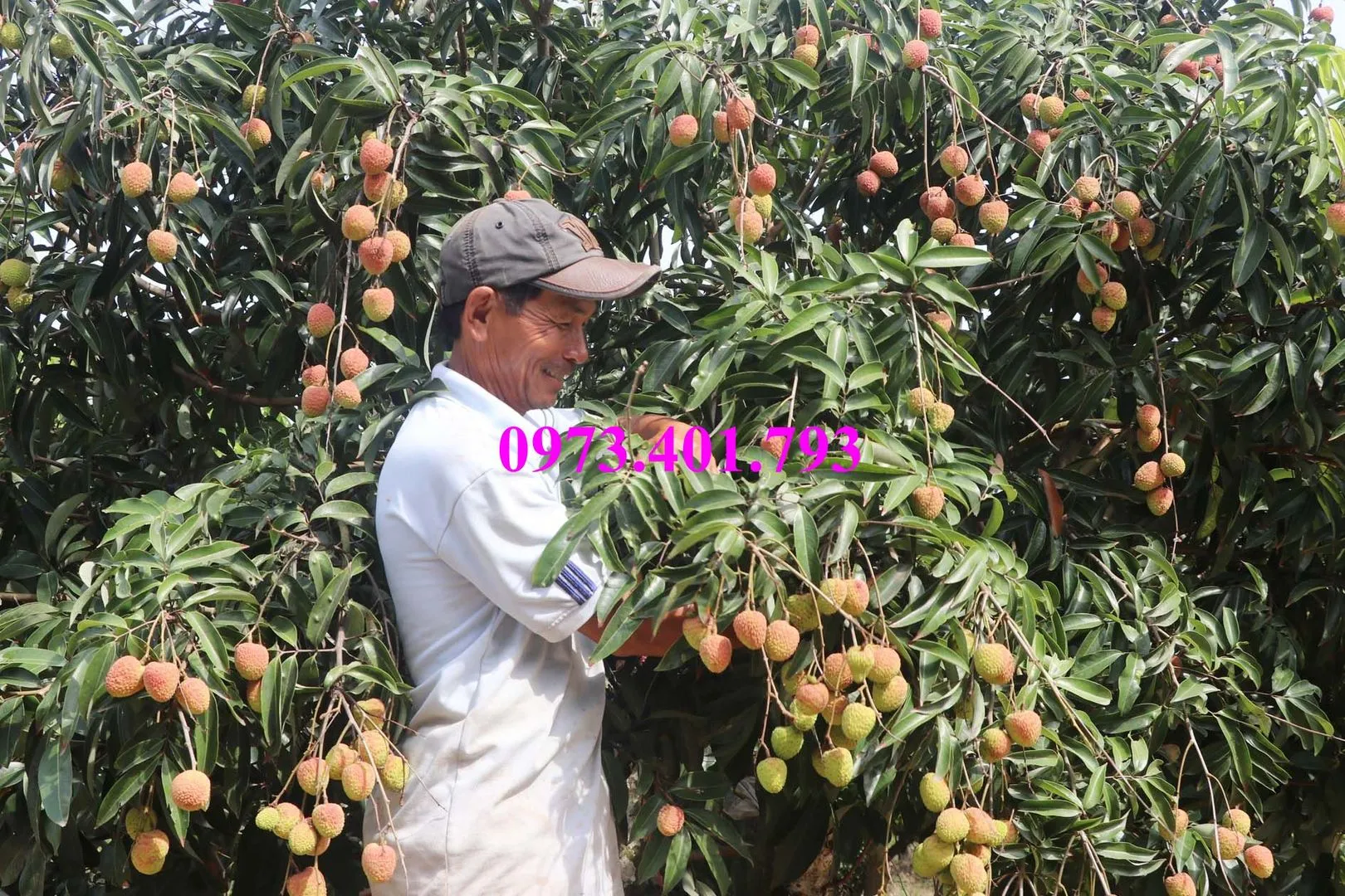 vải chín som7_result.webp