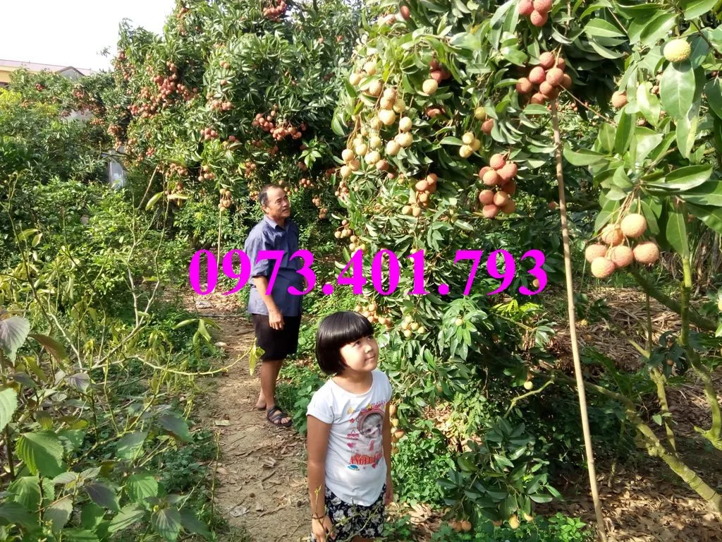 vải chín som8_result.webp