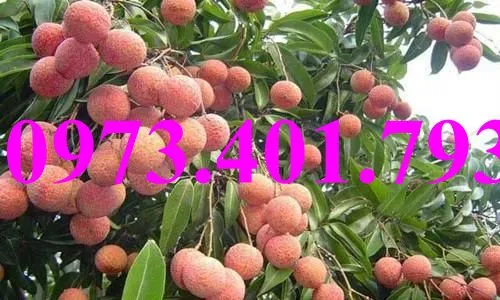 vải chín som9_result.webp