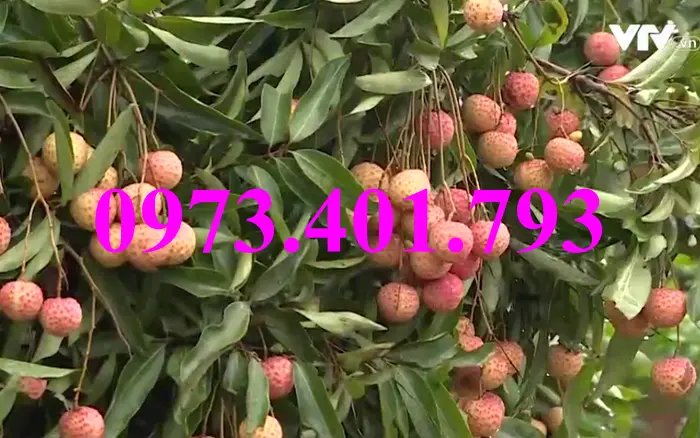 vải thiều7_result.webp