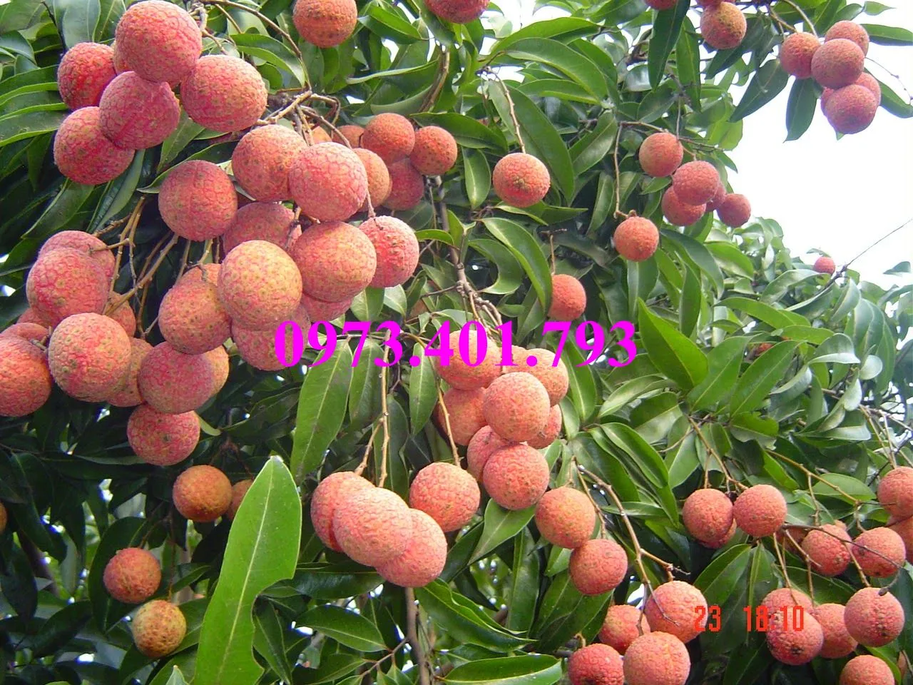 vải thiều8_result.webp