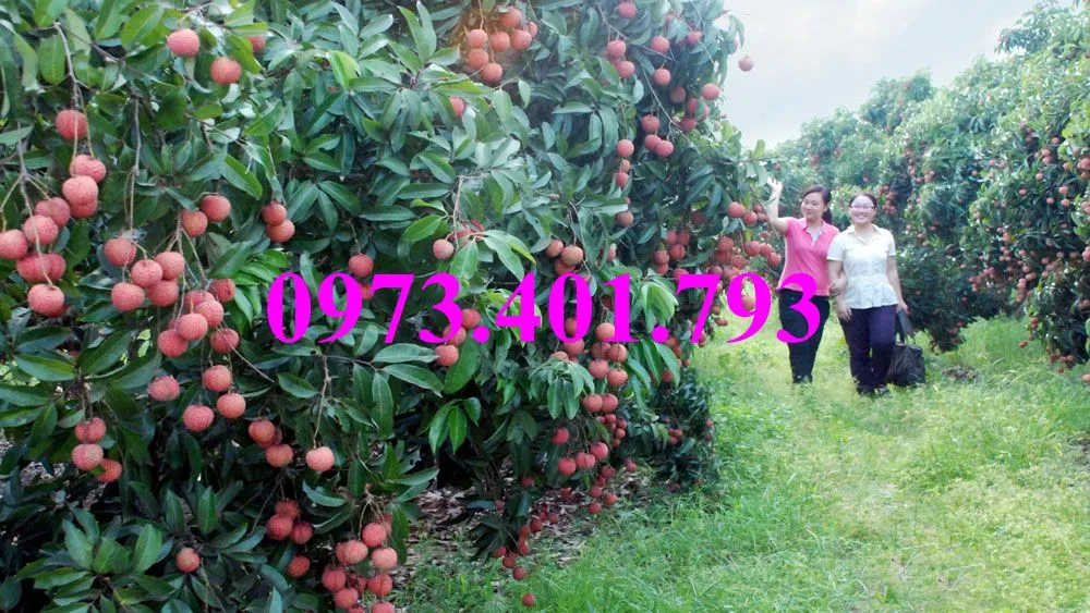 vải thiều9_result.webp