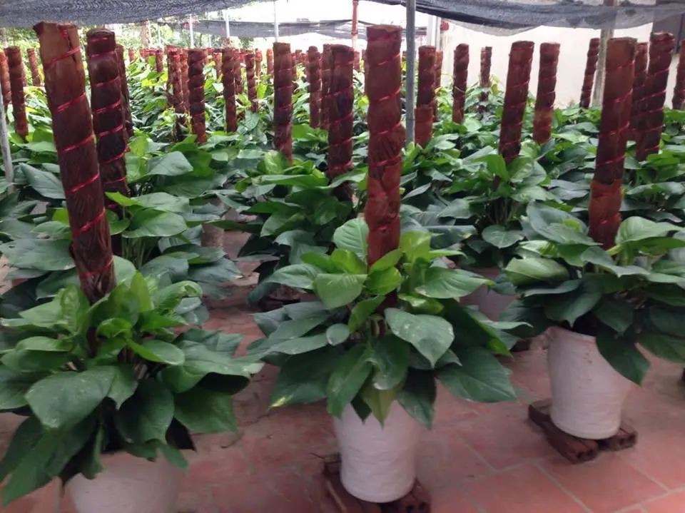 vạn liên thanh 62.webp