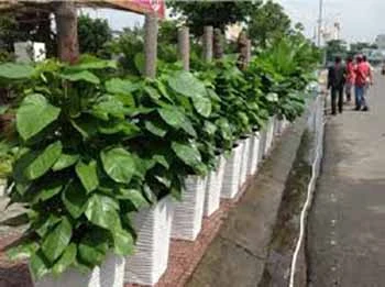 vạn liên thanh 6web.webp