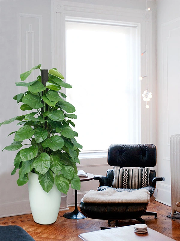 vạn liên thanh 9.webp