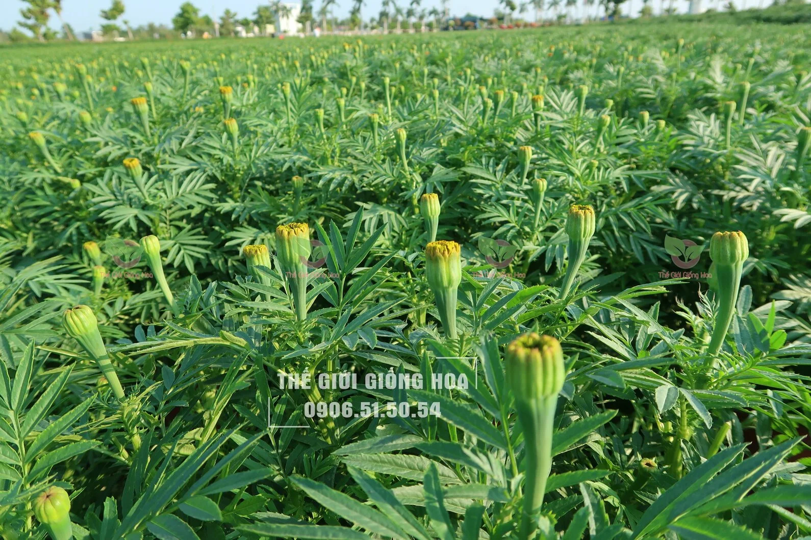 VAN THO B3 - 10.webp