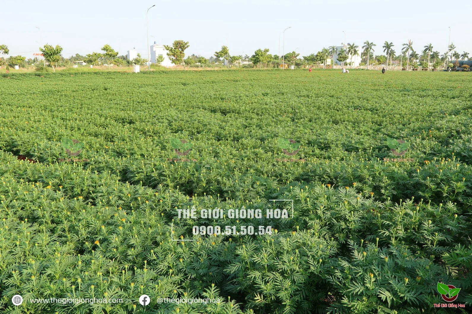 VAN THO B3 - 11.webp