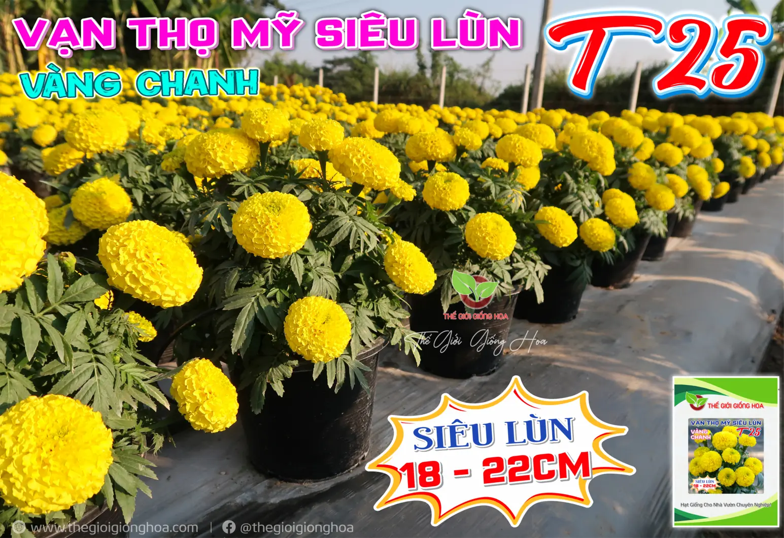 VAN THO SIEU LUN T25 - 13.webp