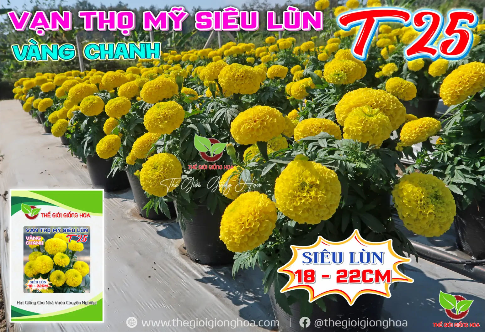 VAN THO SIEU LUN T25 - 5.webp