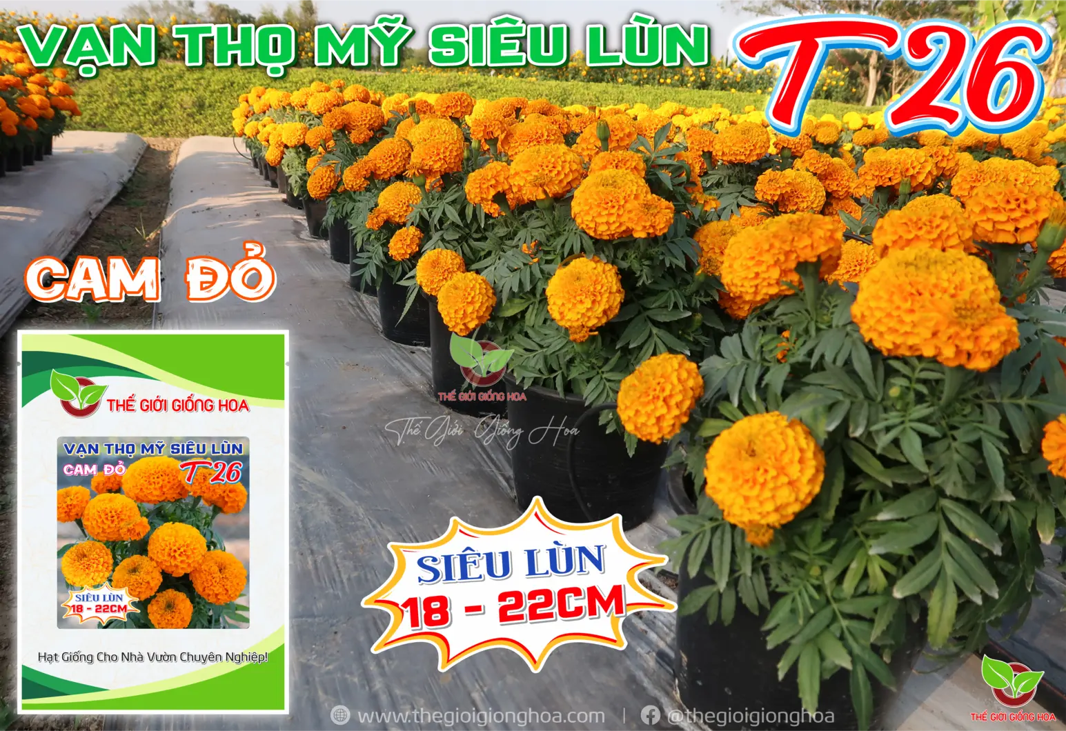 VAN THO SIEU LUN T26 - 3.webp