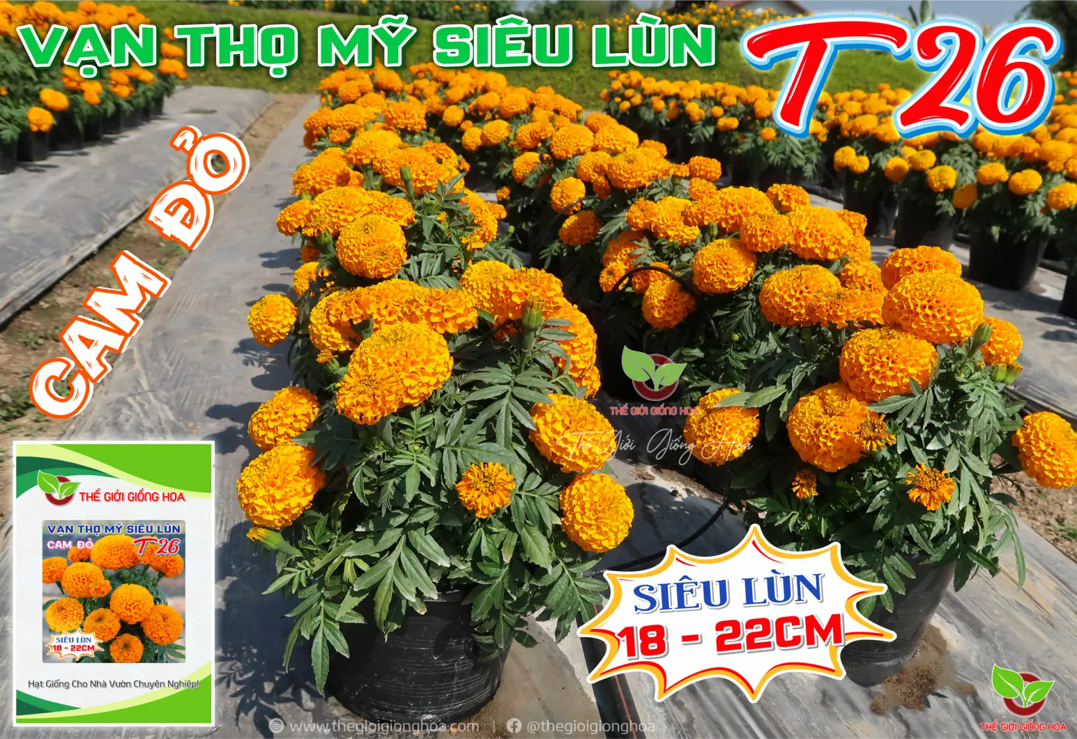 VAN THO SIEU LUN T26 - 5.webp