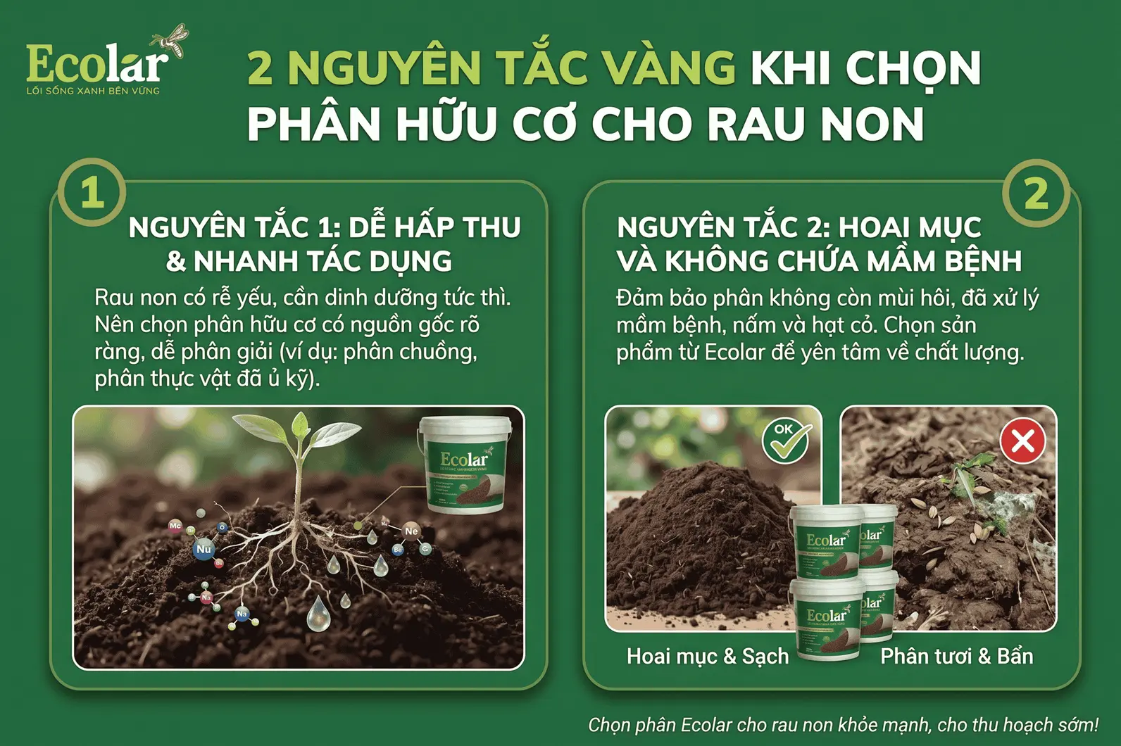 vang-khi-chon-phan-huu-co-cho-rau-non_fd44c6225b82483a92c13b0b60c09eae.webp