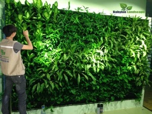 Tường cây thật trong nhà. Tại sao không?