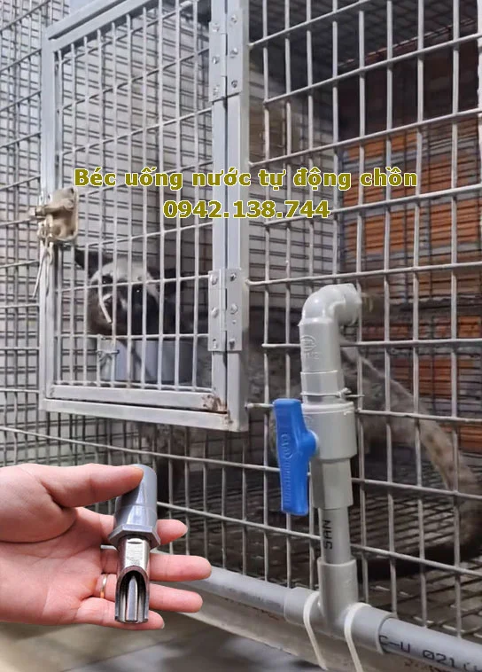 Núm uống nước tự động cho heo lợn chồn gắn ống phi 21