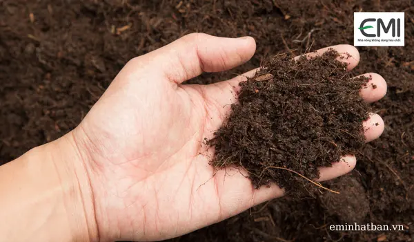 Vi sinh vật: Chìa khoá để thúc đẩy năng suất cây có múi