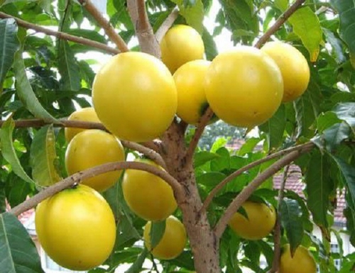 vu sua hoang kim-1.webp