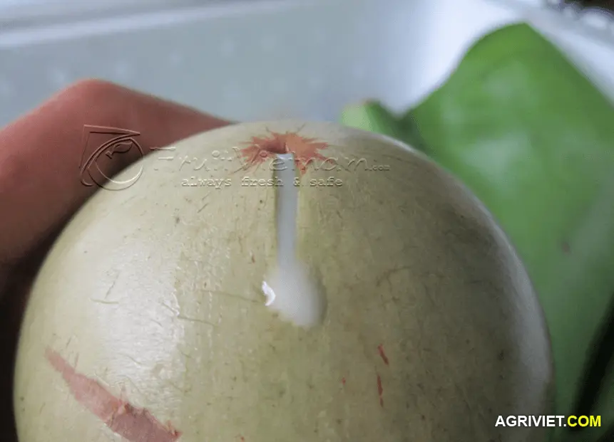 có nên đầu tư trồng vú sữa???