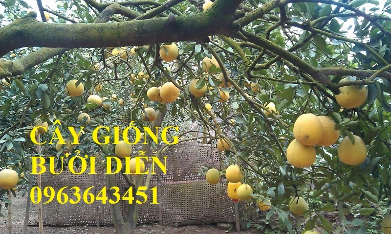 vuon-buoi-dien.webp