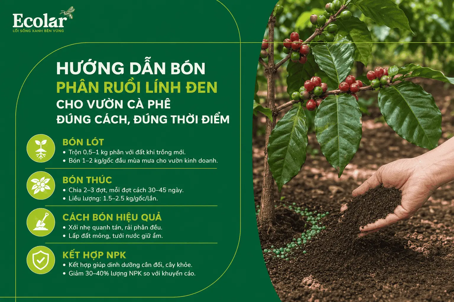 -vuon-ca-phe-dung-cach-dung-thoi-diem_20ff8ad97da2449ab991a6113bc94171 (1).webp